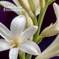 Recharge Bouquet Parfumé Minuit Chéri