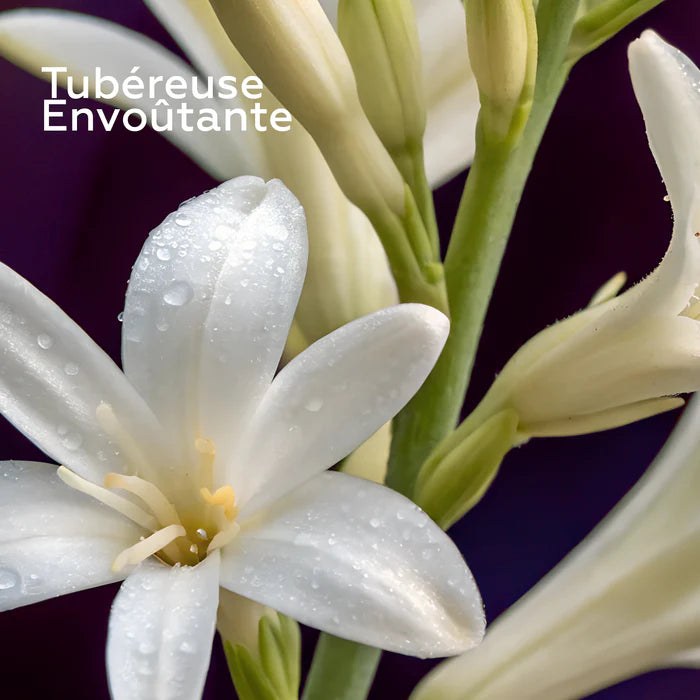 Recharge Bouquet Parfumé Minuit Chéri